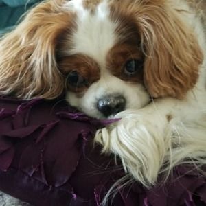 Meet your Posher, Darlene